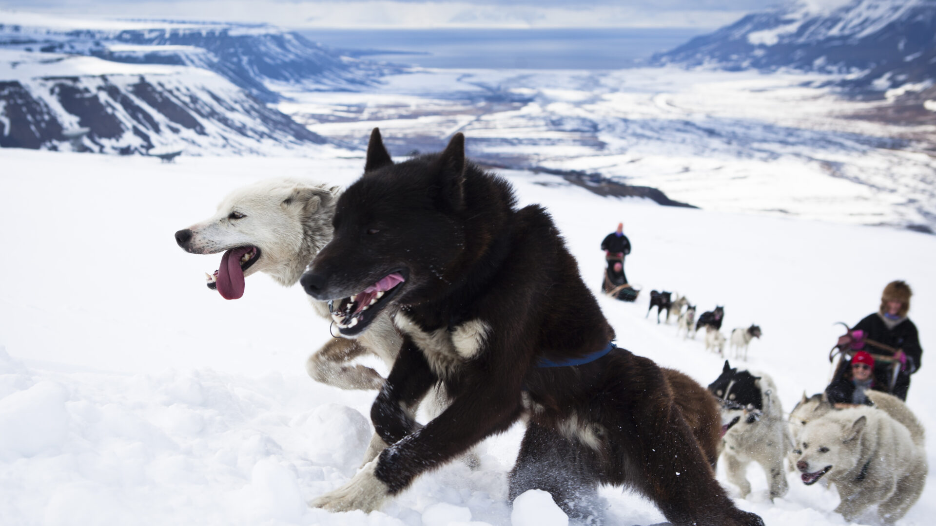 hundekjøring på Svalbard med Hi North!