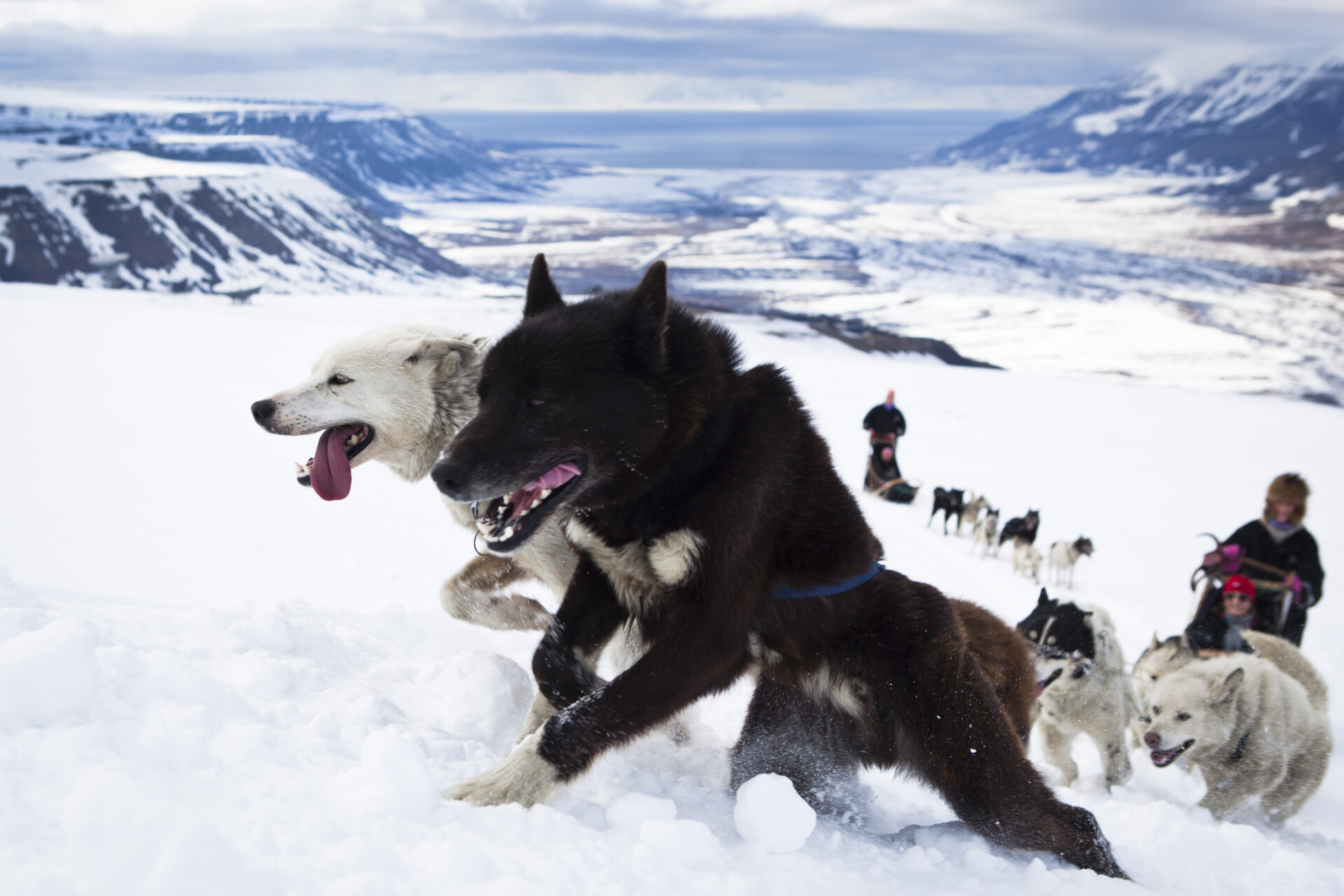hundekjøring på Svalbard med Hi North!